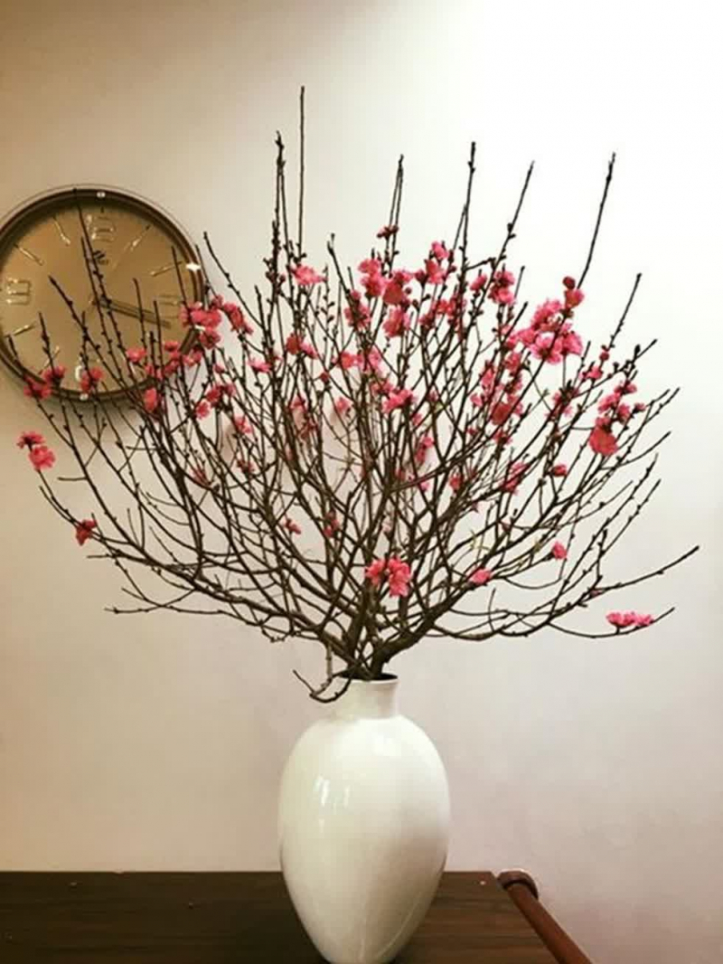 Cành đào ngày tết